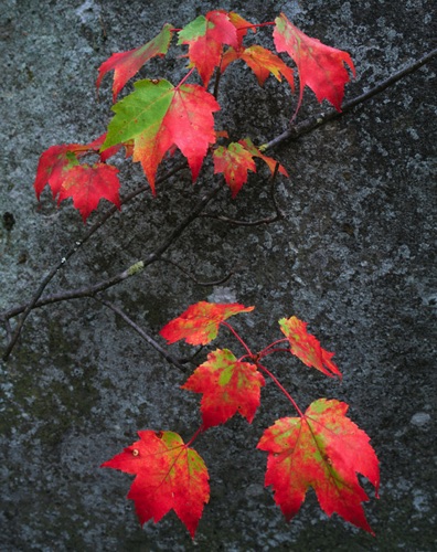 Maple Sapling, Baxter State Park, ME (MF).jpg